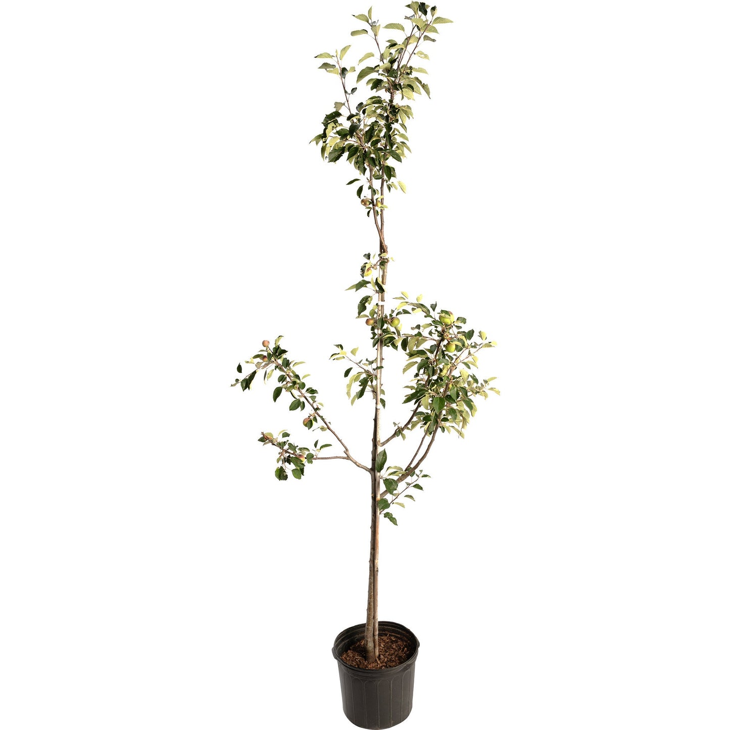 Granny Smith Apple Tree plant in black nursery pot with green leaves Live Good Logistics on Tampa Home & Garden Store