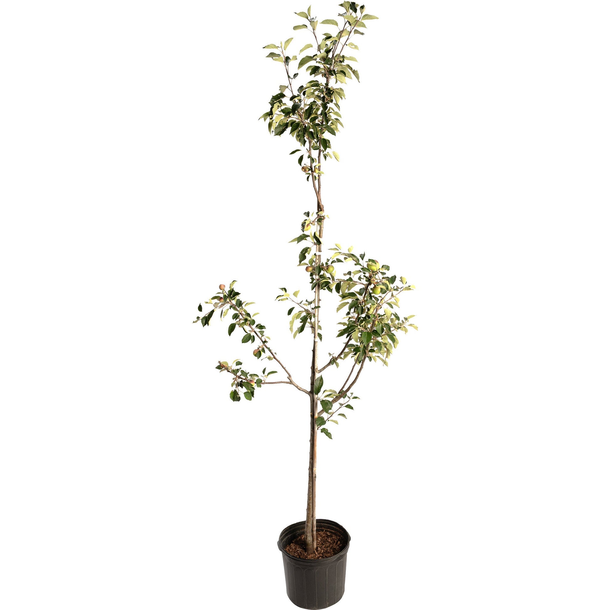 Granny Smith Apple Tree plant in black nursery pot with green leaves Live Good Logistics on Tampa Home & Garden Store