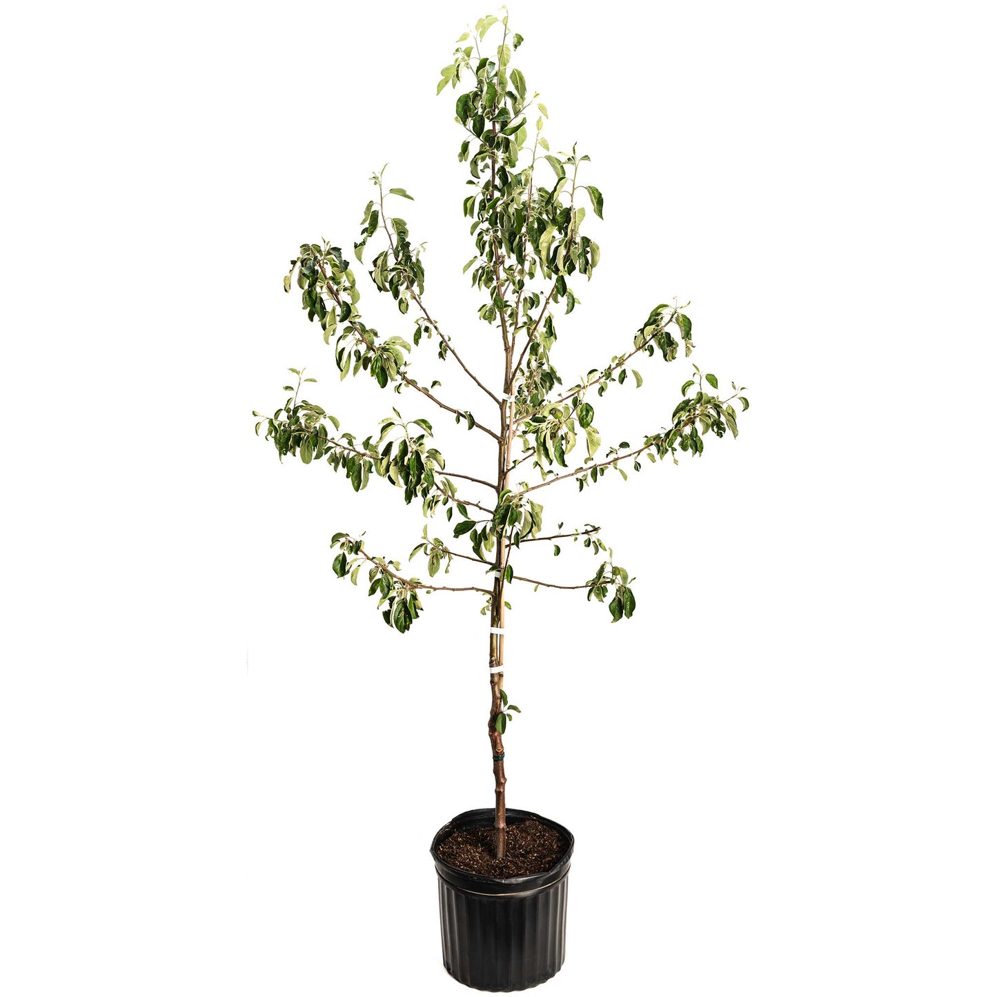 Honeycrisp Apple Tree plant in a black plastic pot with green leaves Live Good Logistics on Tampa Home & Garden Store