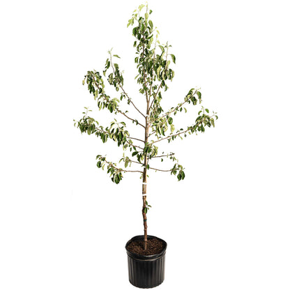Honeycrisp Apple Tree plant in a black plastic pot with green leaves Live Good Logistics on Tampa Home & Garden Store
