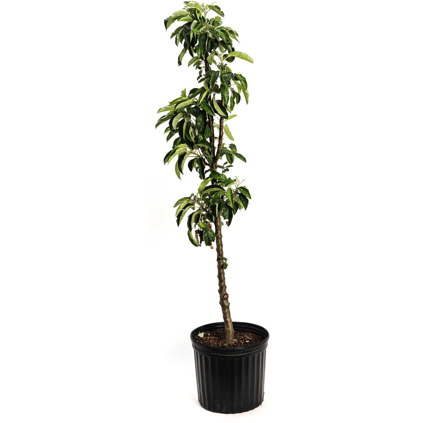 Tasty Red Fruit Snacks Apple Tree plant in black plastic pot with dense green leaves on Tampa Home & Garden Store