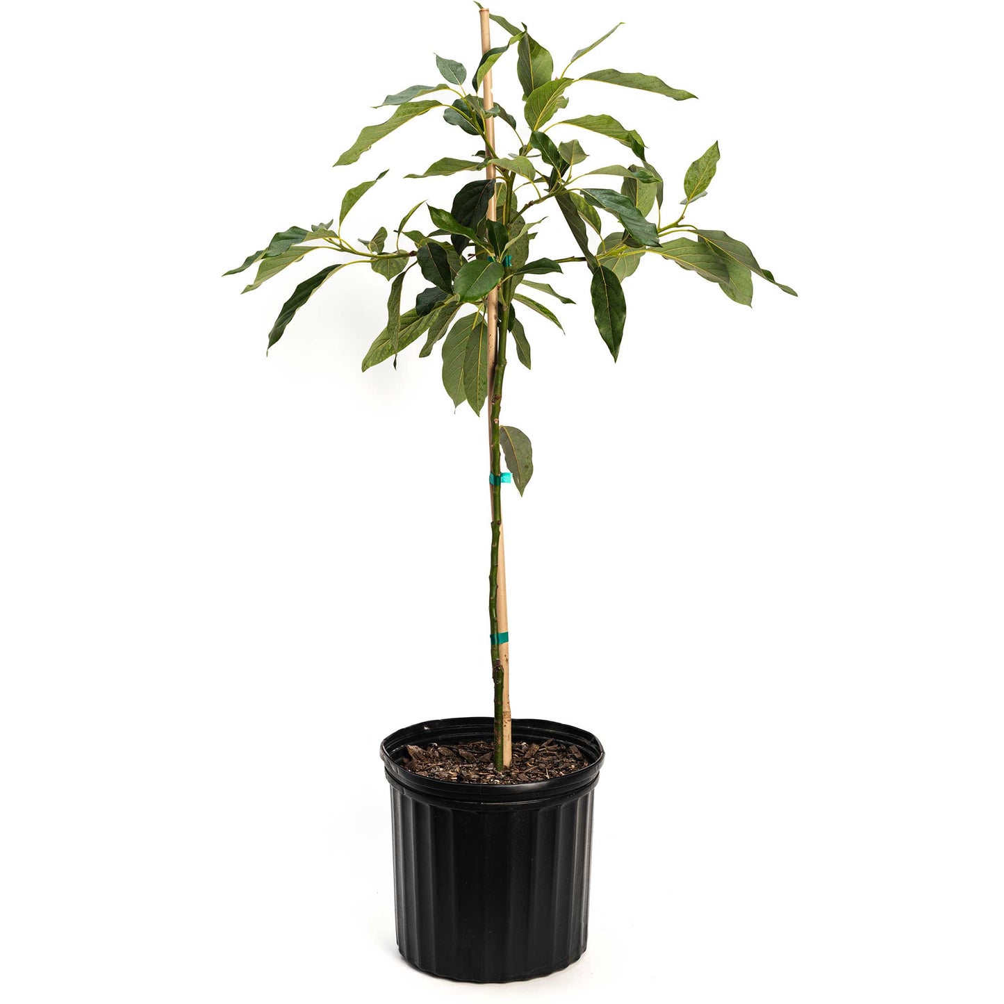 Cold Hardy Avocado Tree plant in black plastic pot with green leaves and wooden stake on Tampa Home & Garden Store