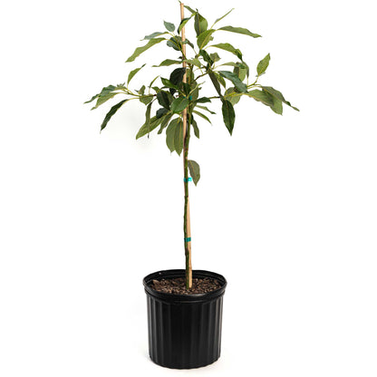 Cold Hardy Avocado Tree plant in black plastic pot with green leaves and wooden stake on Tampa Home & Garden Store