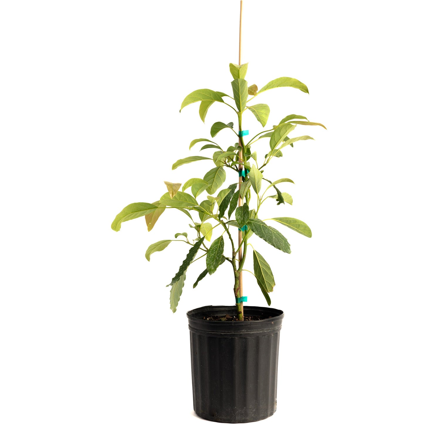 Hass avocado tree plant in black plastic pot with wooden stake Live Good Logistics on Tampa Home & Garden Store