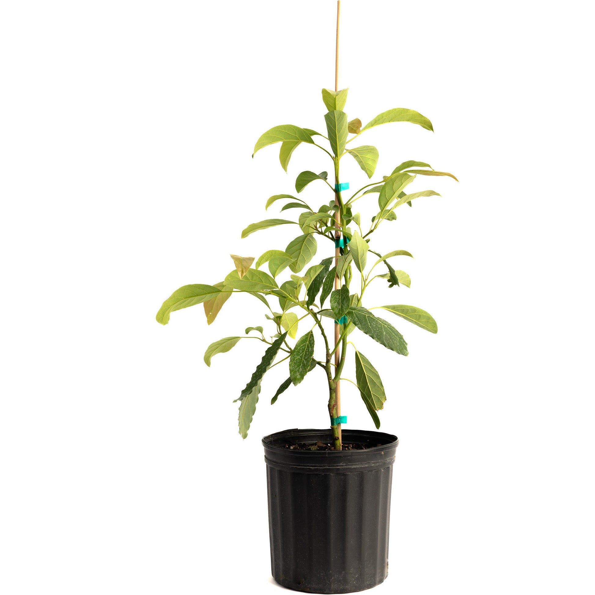 Hass avocado tree plant in black plastic pot with wooden stake Live Good Logistics on Tampa Home & Garden Store