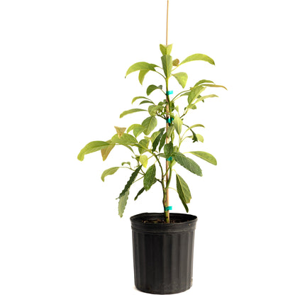 Hass avocado tree plant in black plastic pot with wooden stake Live Good Logistics on Tampa Home & Garden Store
