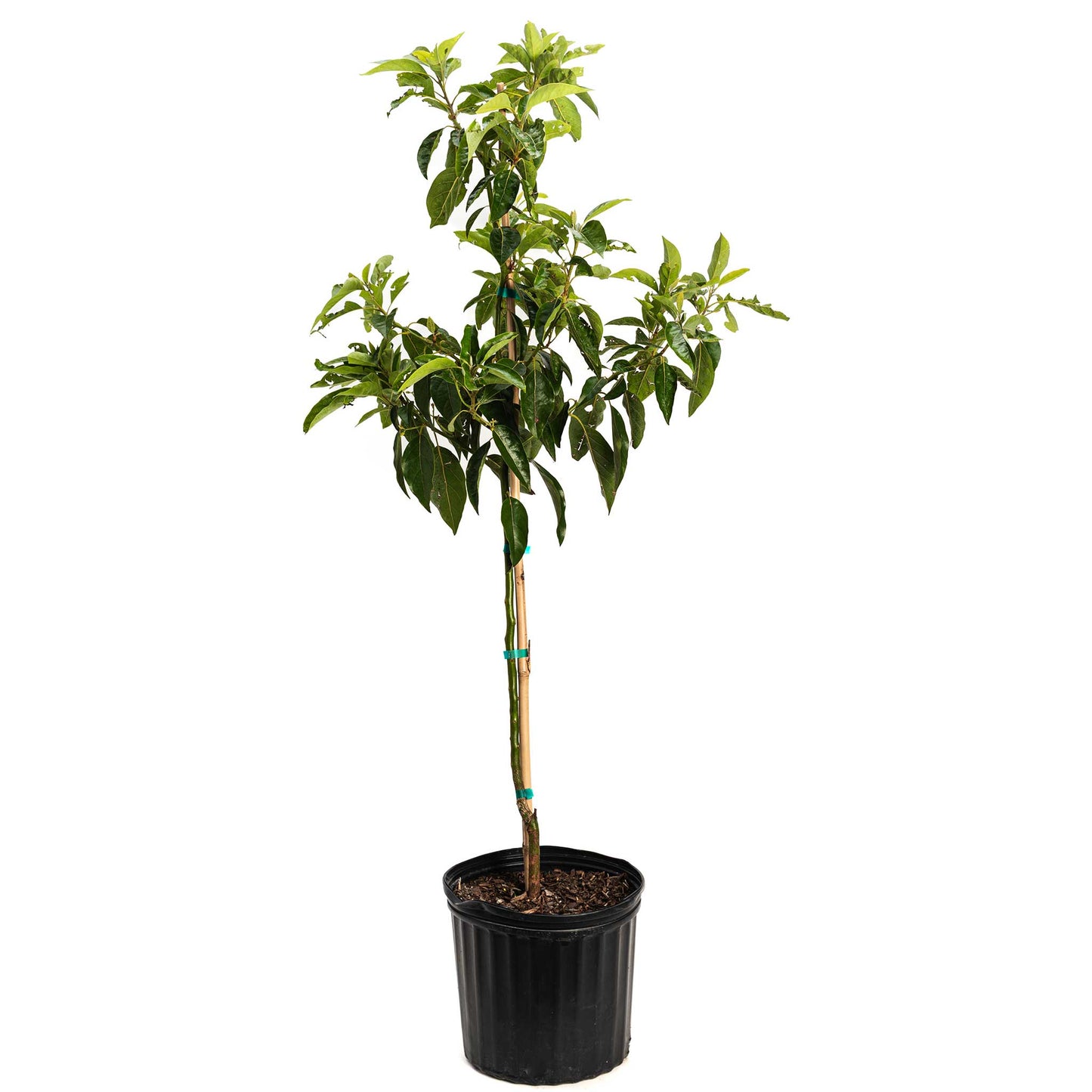 Pancho Cold Hardy Avocado plant in black plastic pot with stake and glossy leaves on Tampa Home & Garden Store