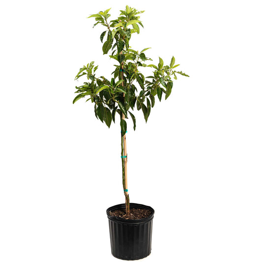 Pancho Cold Hardy Avocado plant in black plastic pot with stake and glossy leaves on Tampa Home & Garden Store