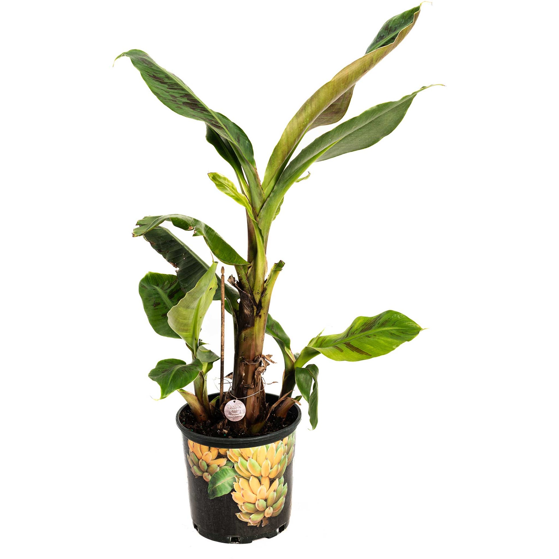 Dwarf Cavendish banana tree in decorative pineapple pot, indoor/outdoor plant by Live Good Logistics on Tampa Home & Garden Store
