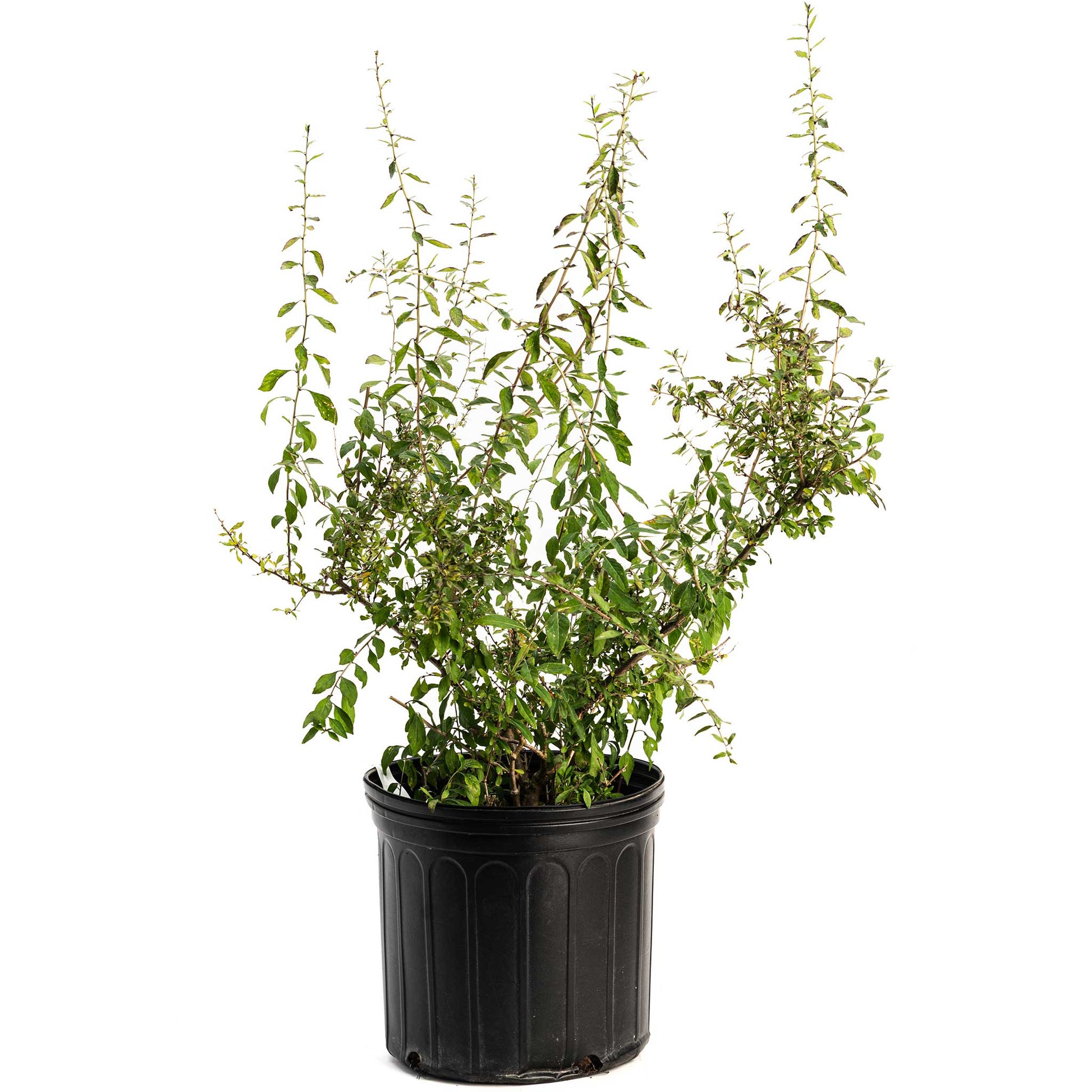 Goji Berry plant in black plastic pot with slender stems and green leaves indoor outdoor on Tampa Home & Garden Store
