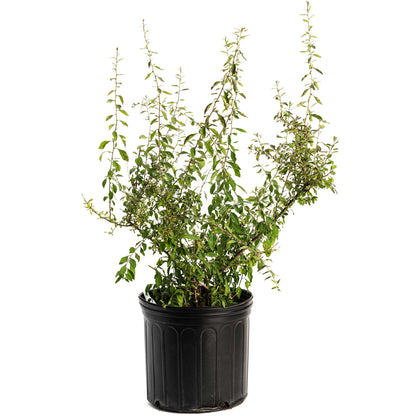 Goji Berry plant in black plastic pot with slender stems and green leaves indoor outdoor on Tampa Home & Garden Store