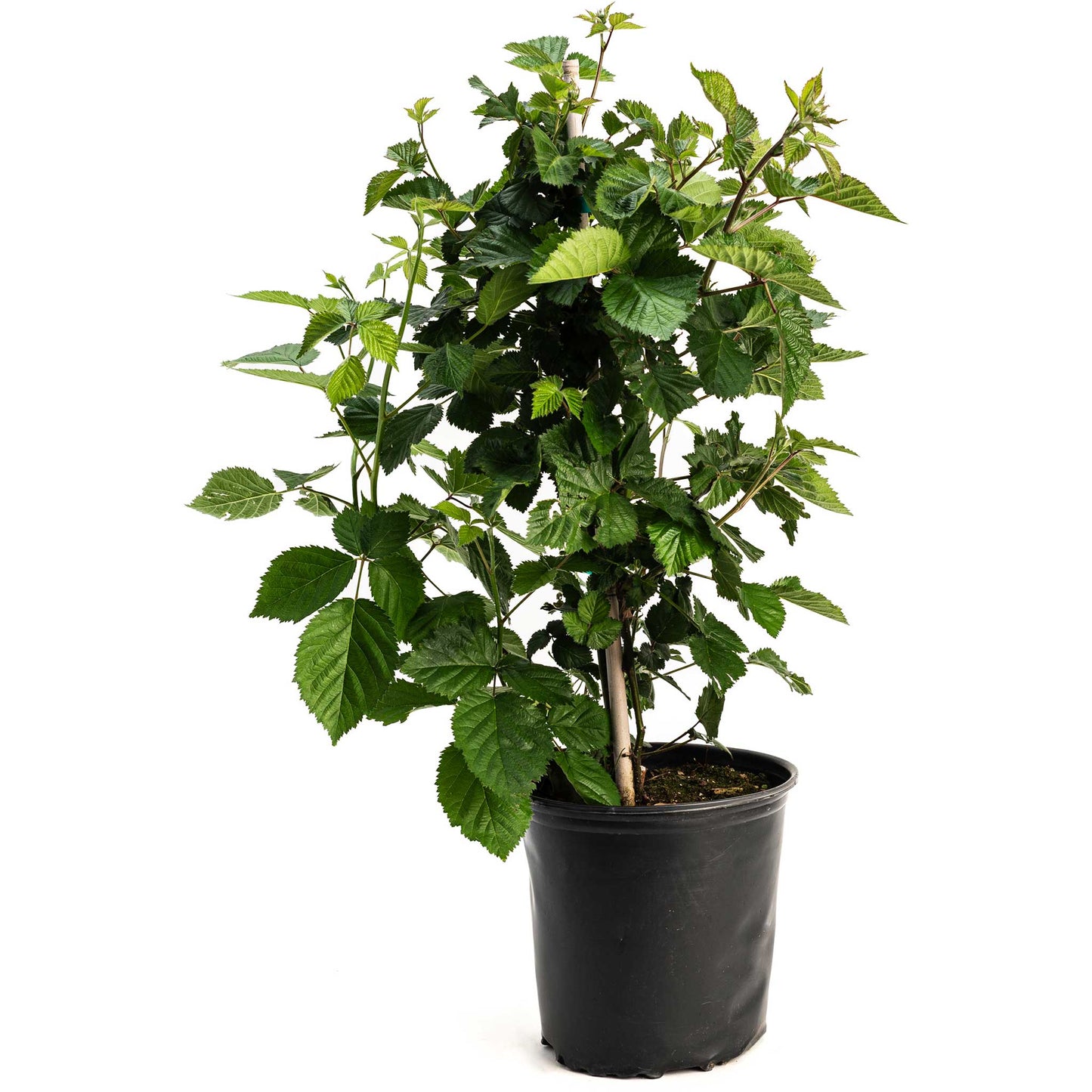 Thornless Blackberry Bush plant in black pot with green serrated leaves on Tampa Home & Garden Store