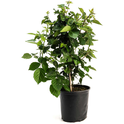Thornless Blackberry Bush plant in black pot with green serrated leaves on Tampa Home & Garden Store