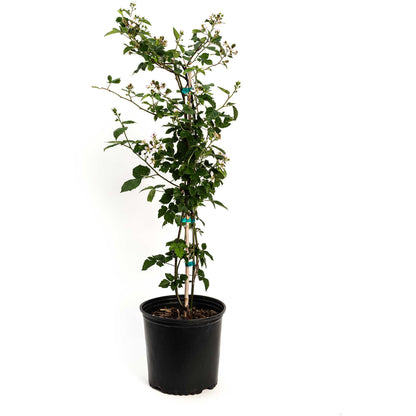 Thornless blackberry bush plant in a black pot with green leaves and white blossoms on Tampa Home & Garden Store