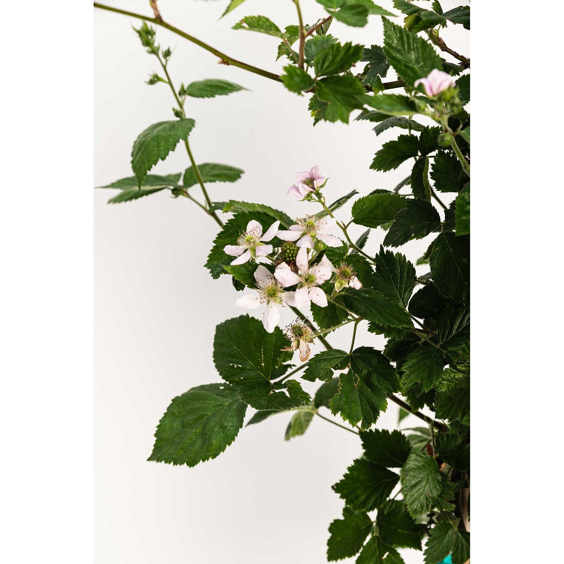 Thornless Blackberry Bush plant, green leaves and pink blossoms, Live Good Logistics on Tampa Home & Garden Store