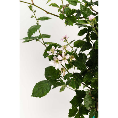 Thornless Blackberry Bush plant, green leaves and pink blossoms, Live Good Logistics on Tampa Home & Garden Store