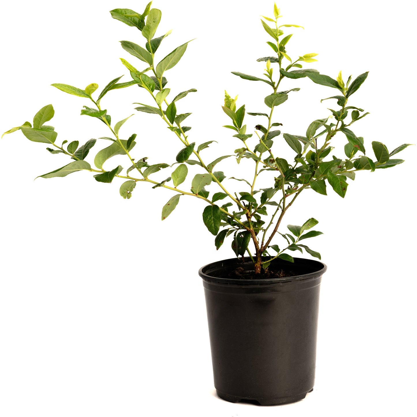 Bluecrop blueberry plant with green leaves in a black plastic pot on Tampa Home & Garden Store
