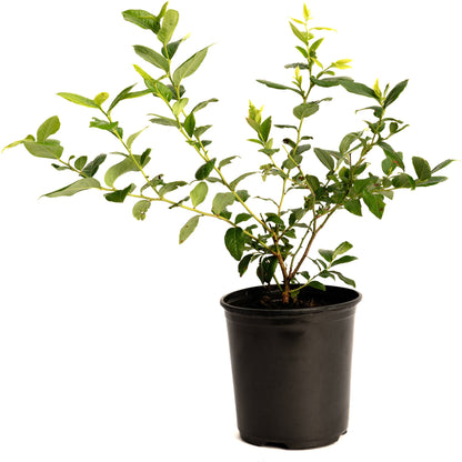 Bluecrop blueberry plant with green leaves in a black plastic pot on Tampa Home & Garden Store