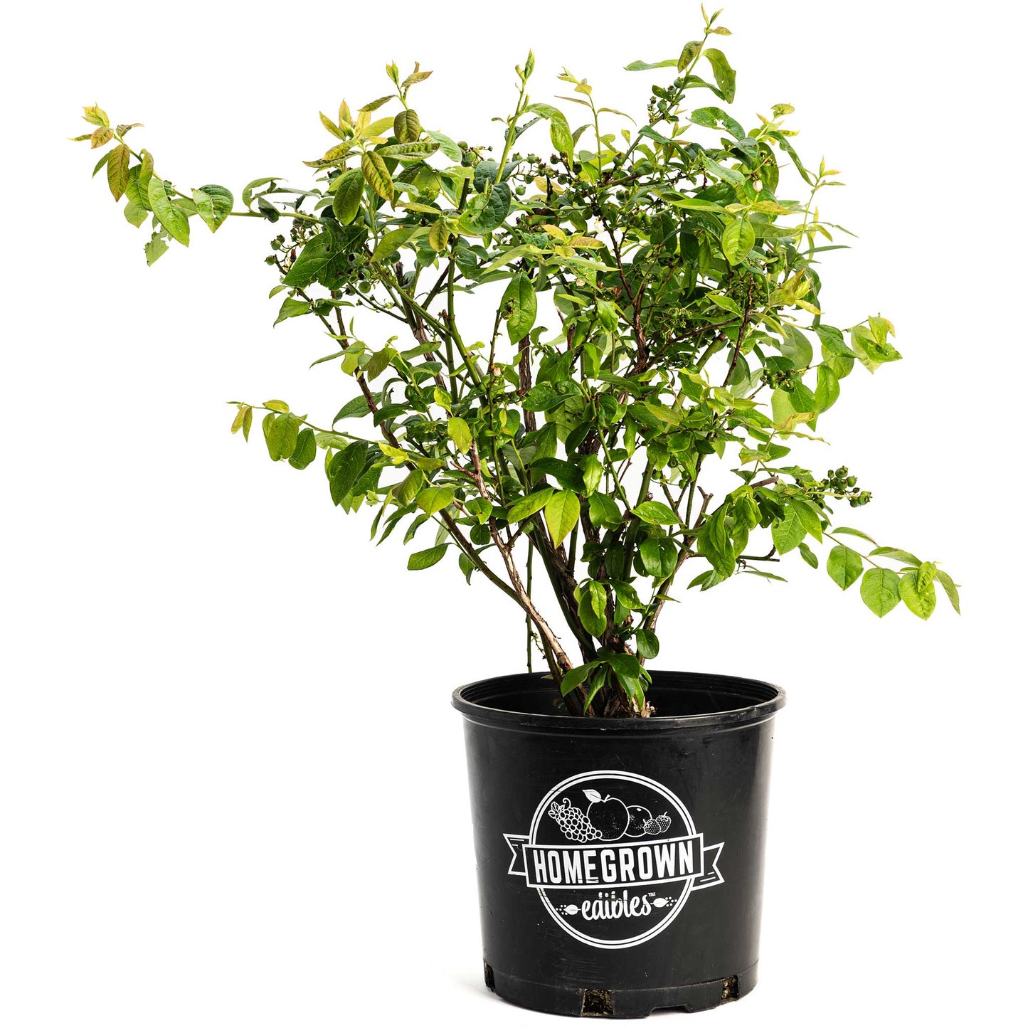 Duke Blueberry plant in a black pot with lush green leaves and visible homegrown label on Tampa Home & Garden Store