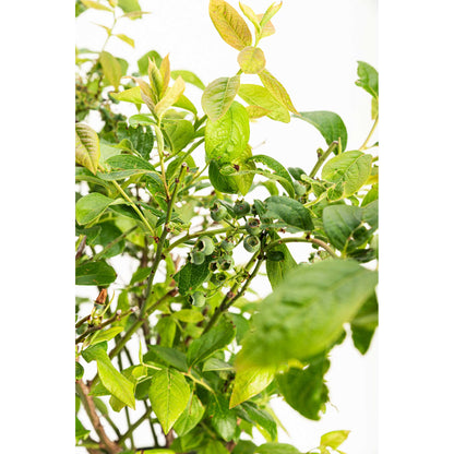 Duke Blueberry plant with green leaves and small berries on Tampa Home & Garden Store