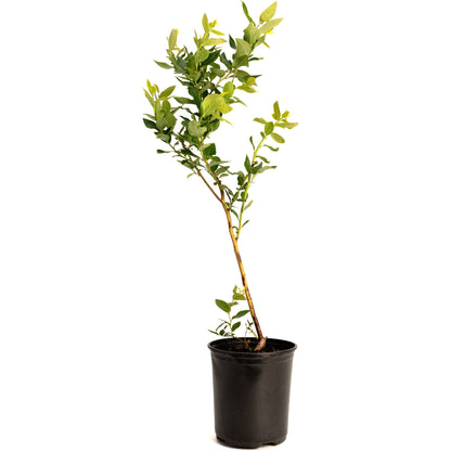 Duke Blueberry plant in black pot with green leaves Live Good Logistics indoor outdoor plant on Tampa Home & Garden Store