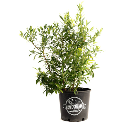 Pink Lemonade Blueberry plant with dense green foliage in a black HomeGrown Edibles pot on Tampa Home & Garden Store