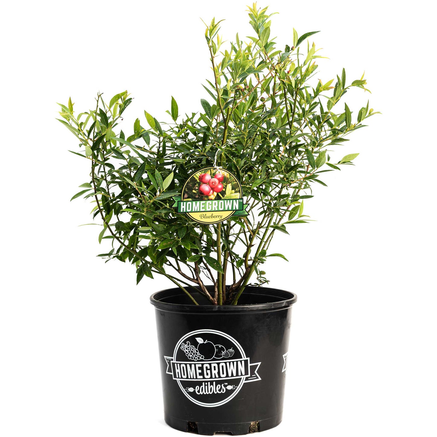 Pink Lemonade Blueberry plant in a black plastic pot with dense green foliage on Tampa Home & Garden Store