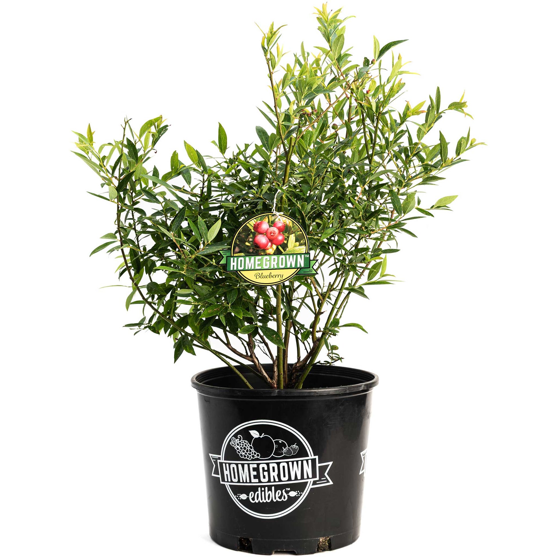 Pink Lemonade Blueberry plant in a black plastic pot with dense green foliage on Tampa Home & Garden Store