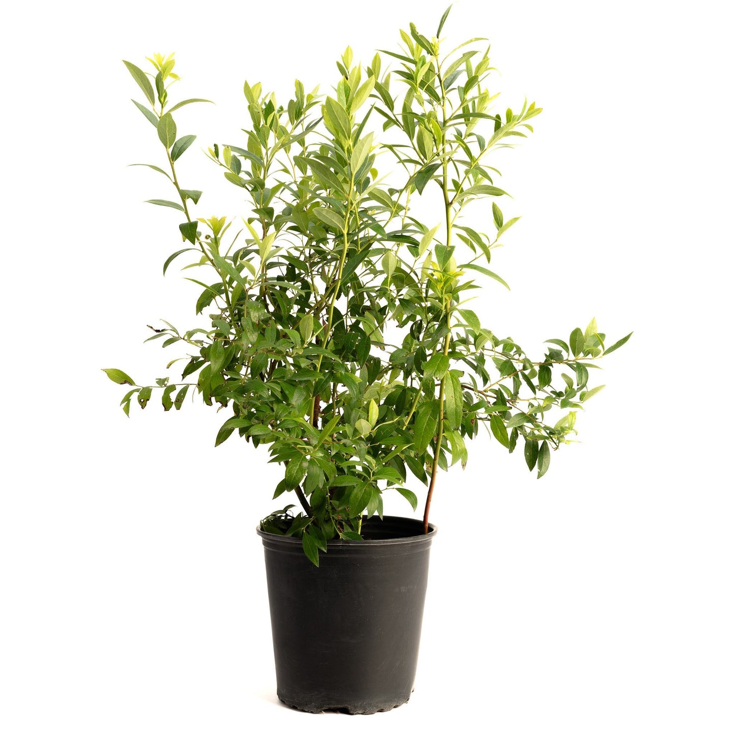 Pink Lemonade Blueberry plant in black nursery pot; indoor/outdoor plant on Tampa Home & Garden Store