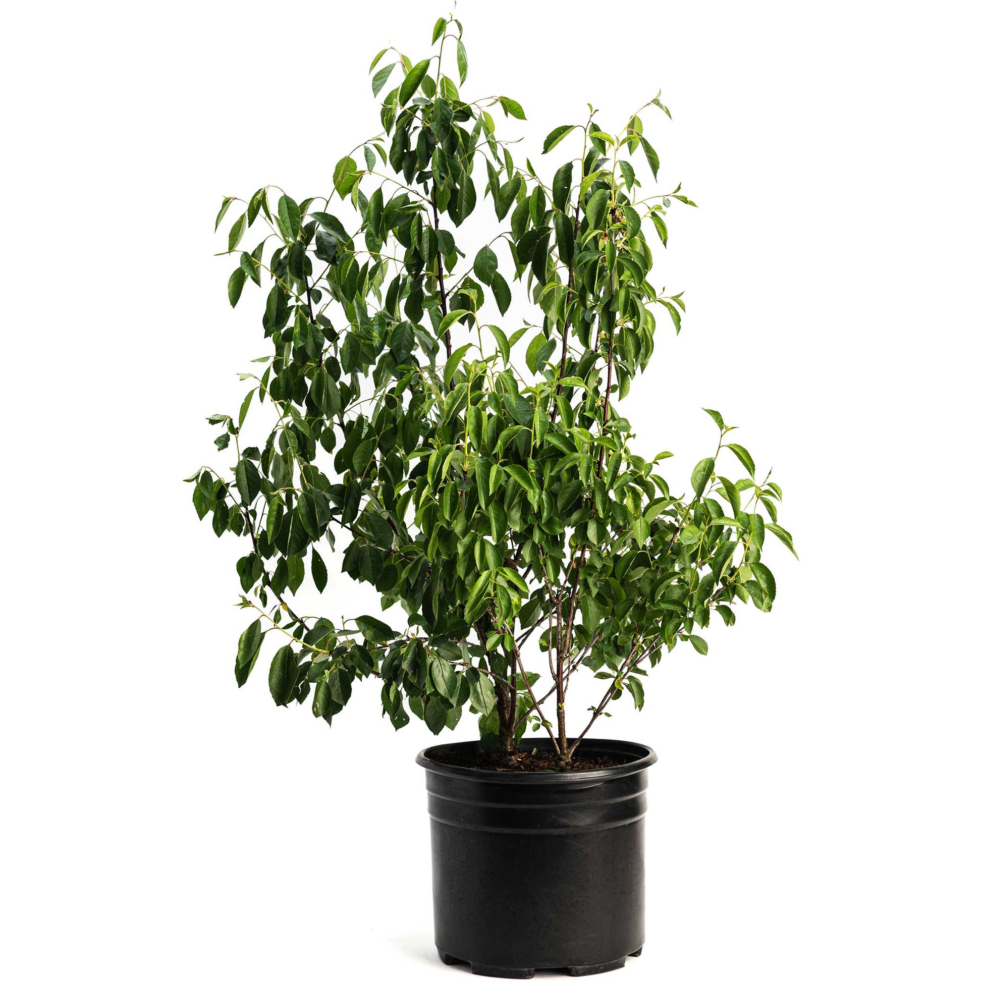 Romeo and Juliet Cherry Tree in black pot with glossy leaves Live Good Logistics on Tampa Home & Garden Store