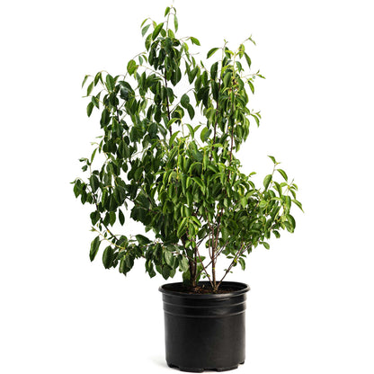 Romeo and Juliet Cherry Tree in black pot with glossy leaves Live Good Logistics on Tampa Home & Garden Store