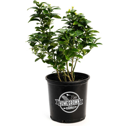 Key lime bush plant in a black HomeGrown edibles pot with glossy green leaves on Tampa Home & Garden Store