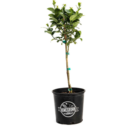 Healthy Key Lime Tree for a Kitchen or Garden