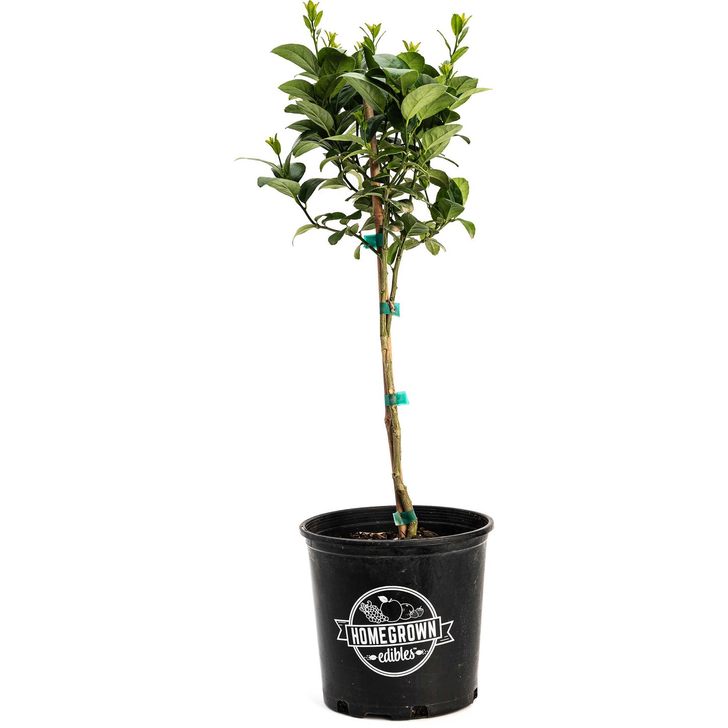 Key Lime Tree indoor plant in black Homegrown Edibles pot lush green leaves on Tampa Home & Garden Store