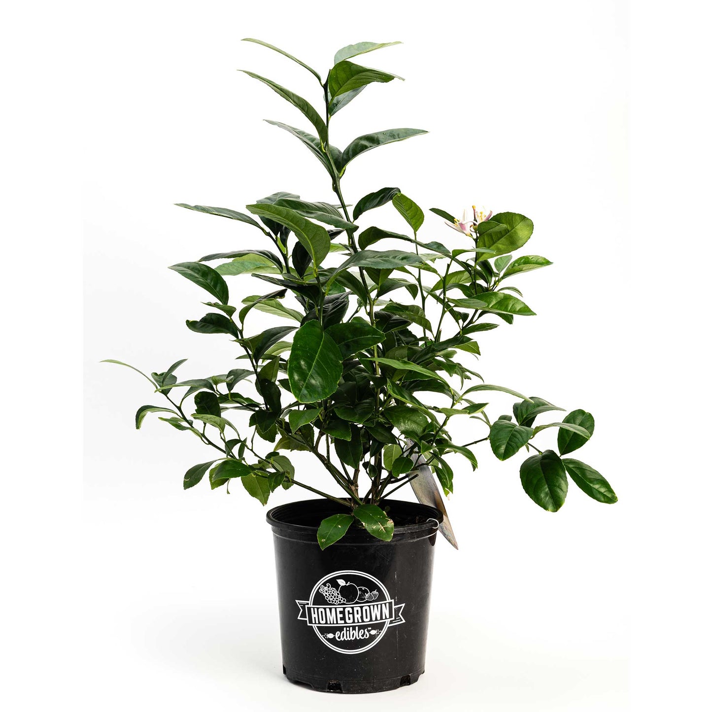Improved Meyer Lemon Bush plant in a black Homegrown edibles pot with glossy green leaves on Tampa Home & Garden Store