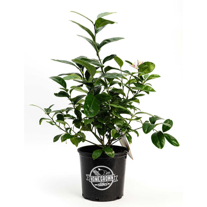 Improved Meyer Lemon Bush plant in a black Homegrown edibles pot with glossy green leaves on Tampa Home & Garden Store