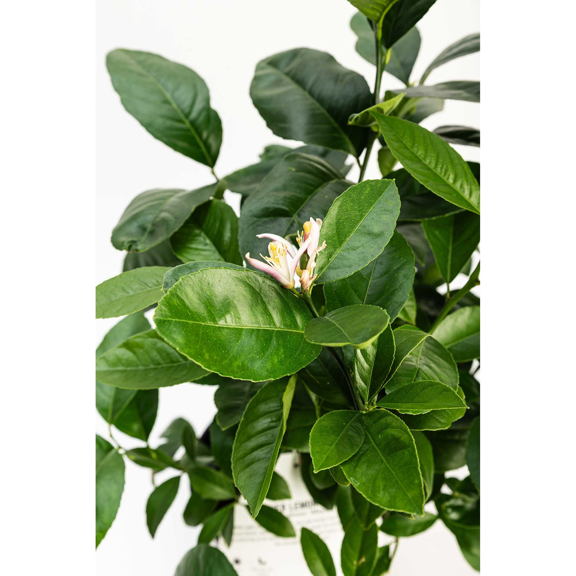 Improved Meyer Lemon Bush plant with glossy green leaves and pale pink citrus blossom on Tampa Home & Garden Store