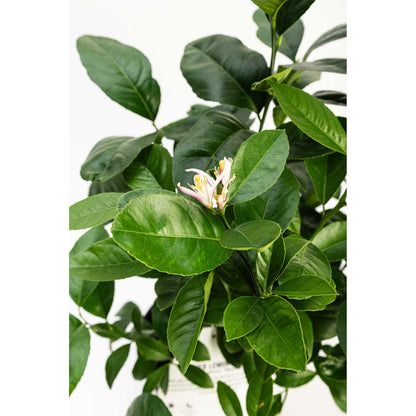 Improved Meyer Lemon Bush plant with glossy green leaves and pale pink citrus blossom on Tampa Home & Garden Store