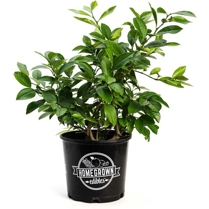 Improved Meyer Lemon Bush plant with glossy green leaves in a black Homegrown edibles pot on Tampa Home & Garden Store