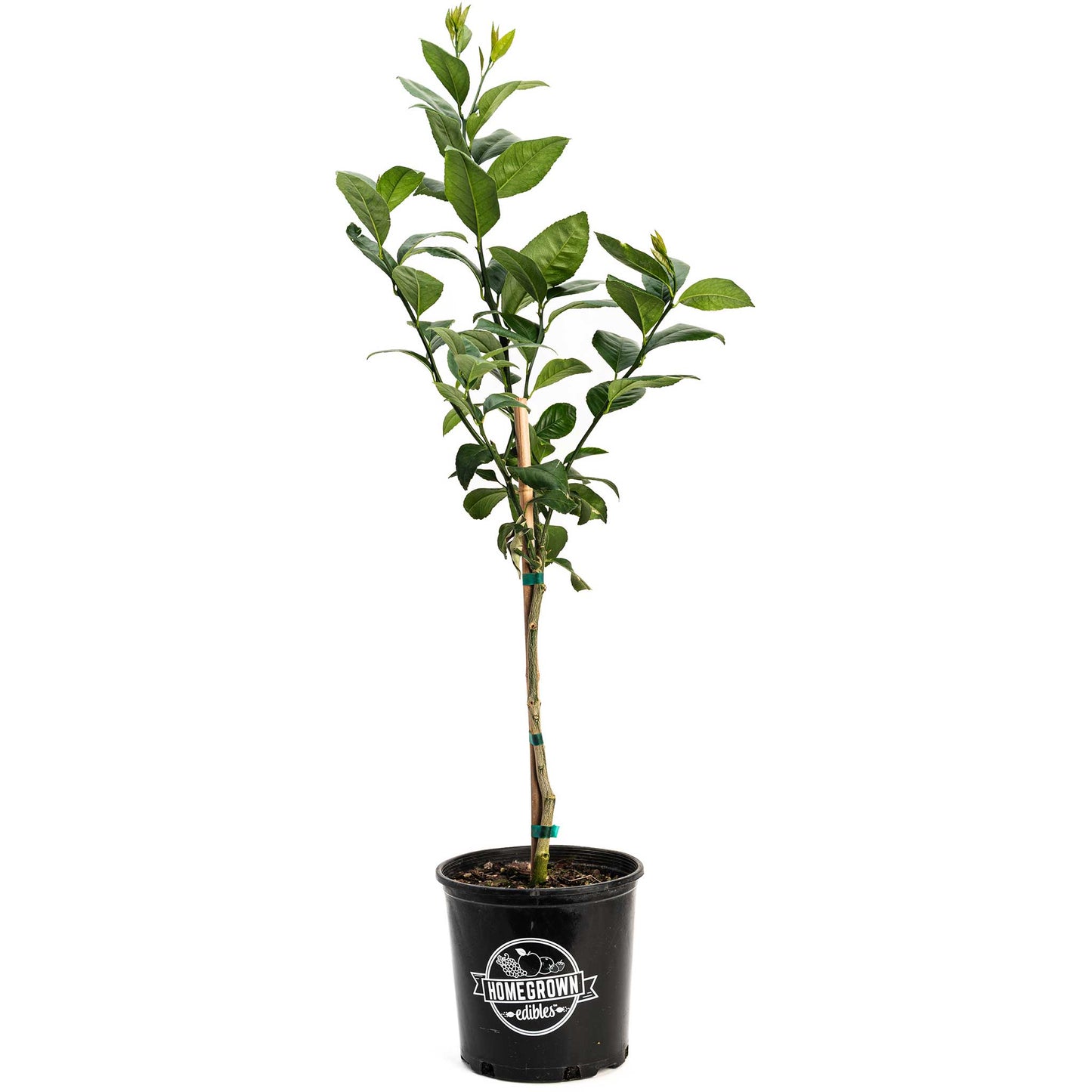 Improved Meyer Lemon Tree plant in black HomeGrown Edibles pot, indoor & outdoor plant on Tampa Home & Garden Store