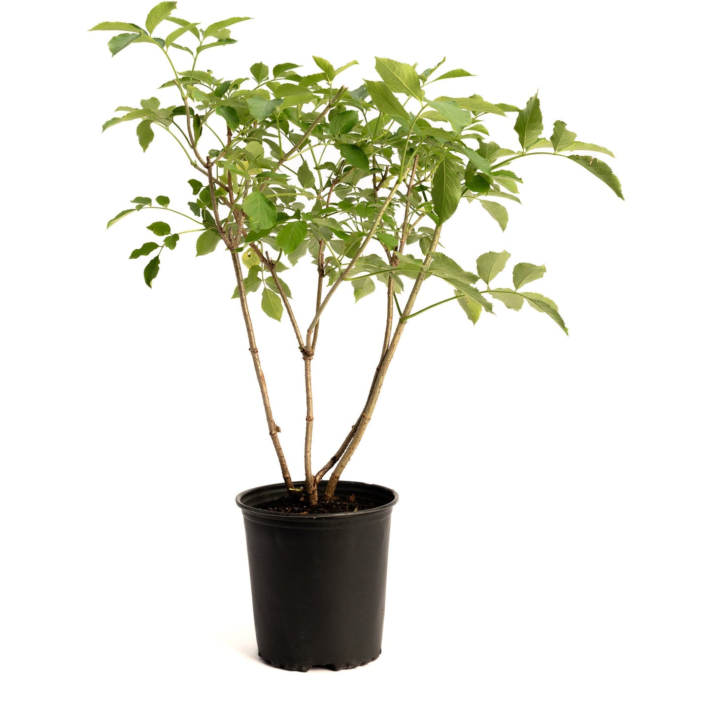 Marge Elderberry plant in black pot with green serrated leaves by Live Good Logistics on Tampa Home & Garden Store