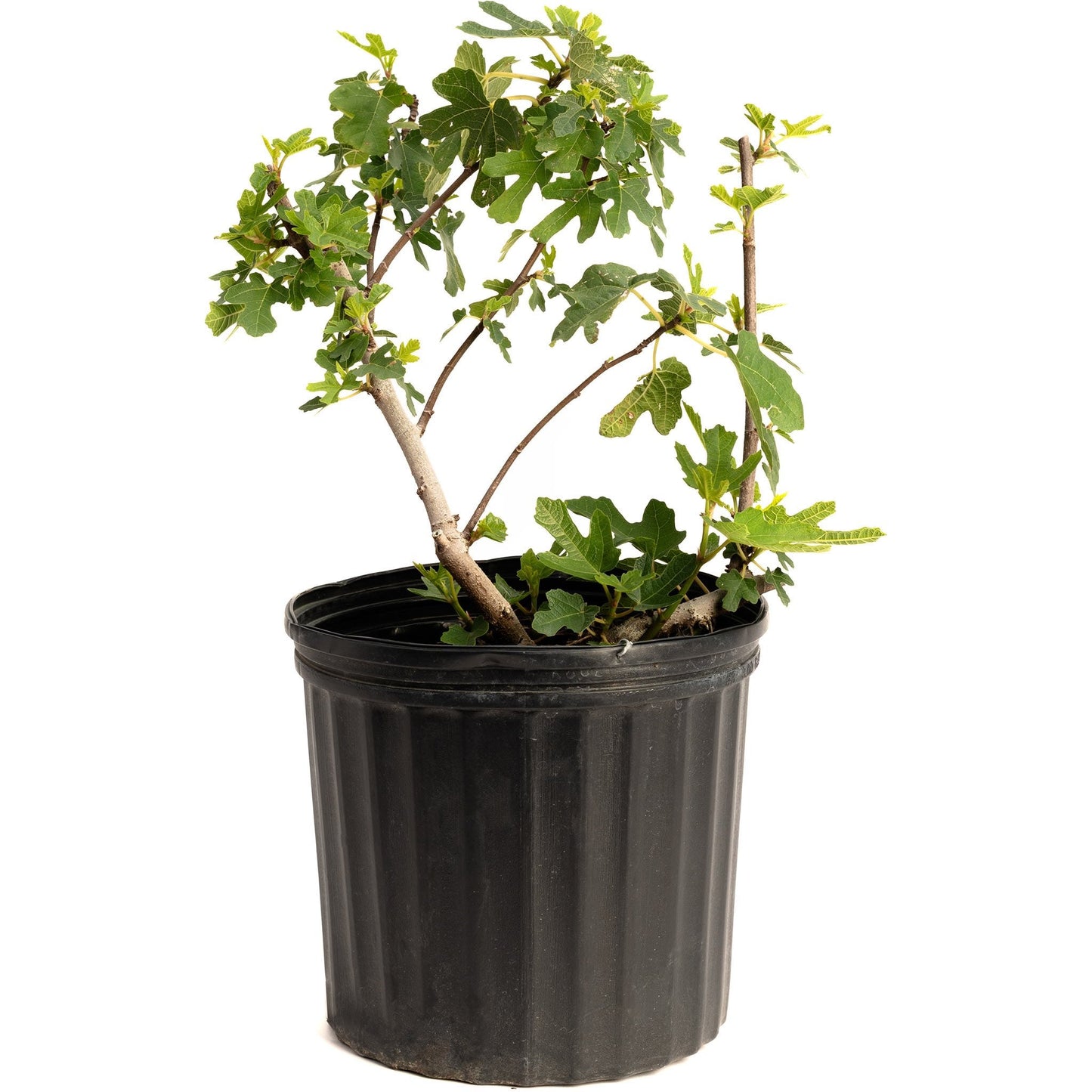 Black Mission Fig plant with lobed green leaves in a black plastic pot on Tampa Home & Garden Store