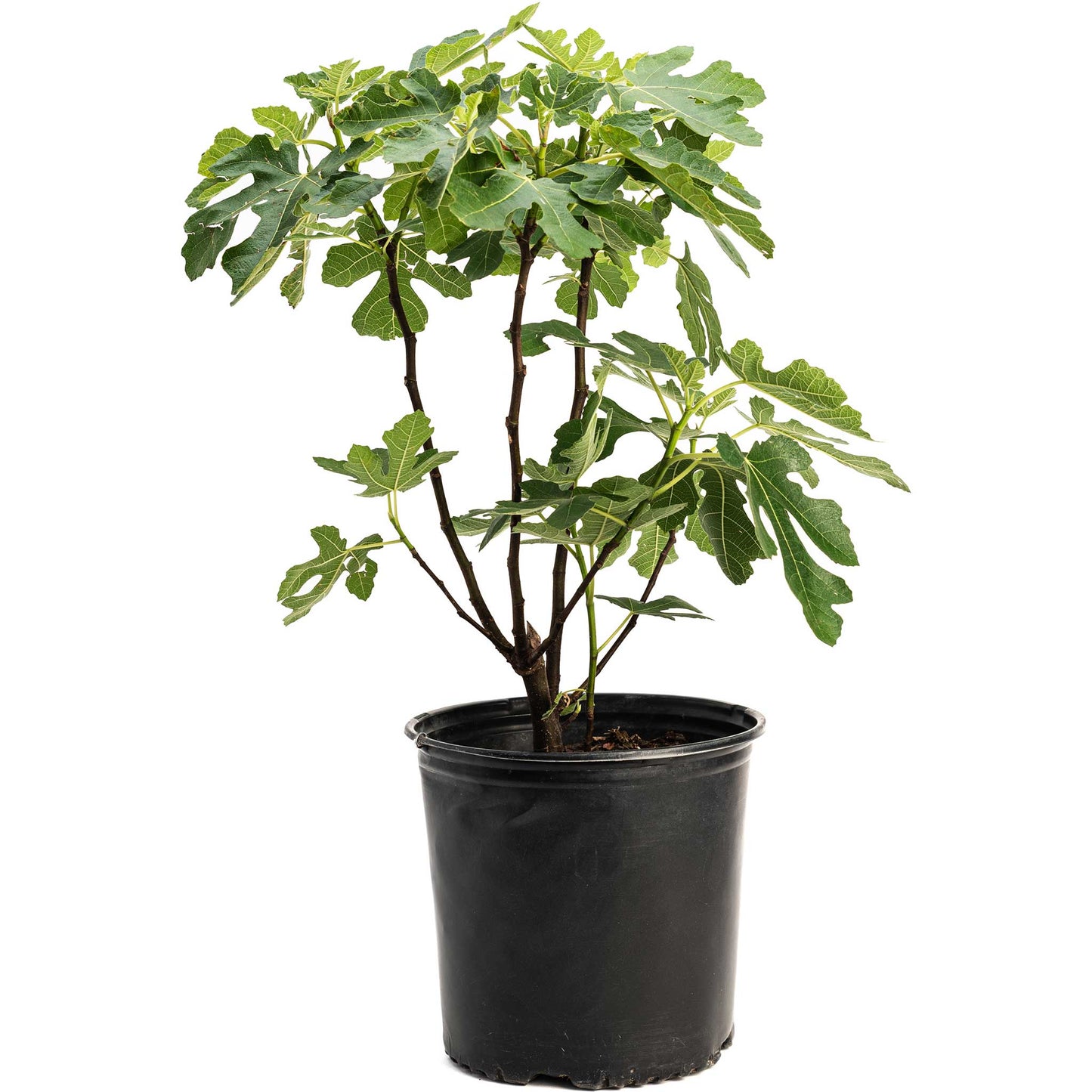 Brown Turkey Fig plant with lobed green leaves in a black plastic pot on Tampa Home & Garden Store