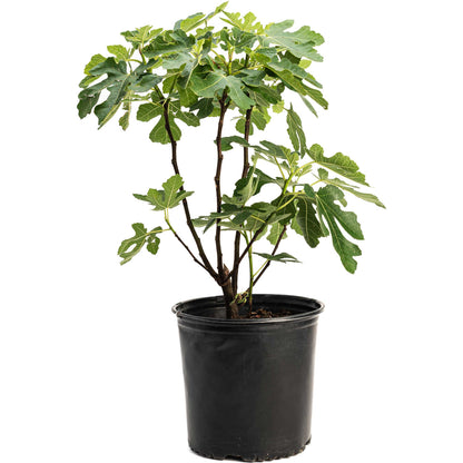 Brown Turkey Fig plant with lobed green leaves in a black plastic pot on Tampa Home & Garden Store