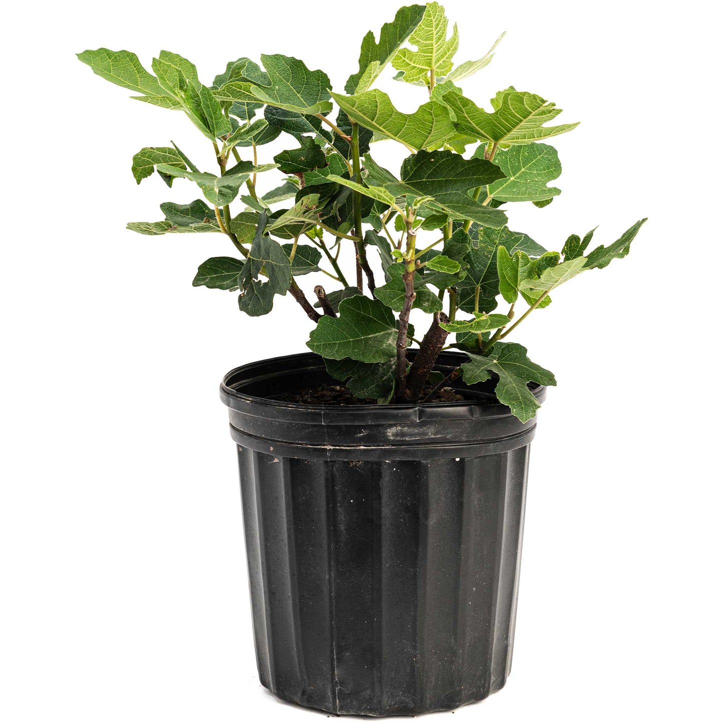 Chicago Hardy Fig Tree in a black plastic nursery pot with lobed green leaves on Tampa Home & Garden Store