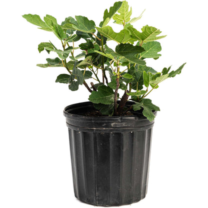 Chicago Hardy Fig Tree in a black plastic nursery pot with lobed green leaves on Tampa Home & Garden Store
