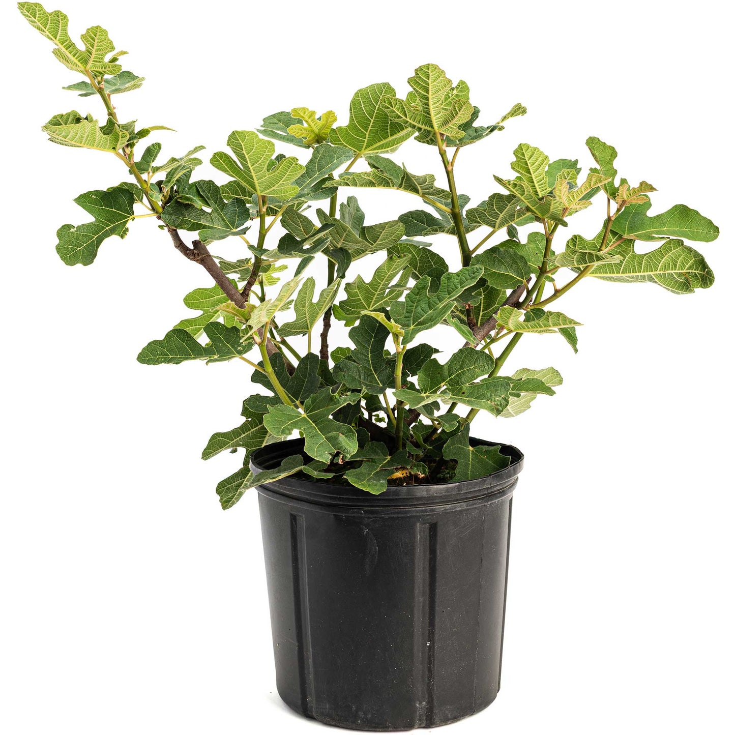 Chicago Hardy Fig Tree plant by Live Good Logistics in a black pot with variegated green leaves on Tampa Home & Garden Store