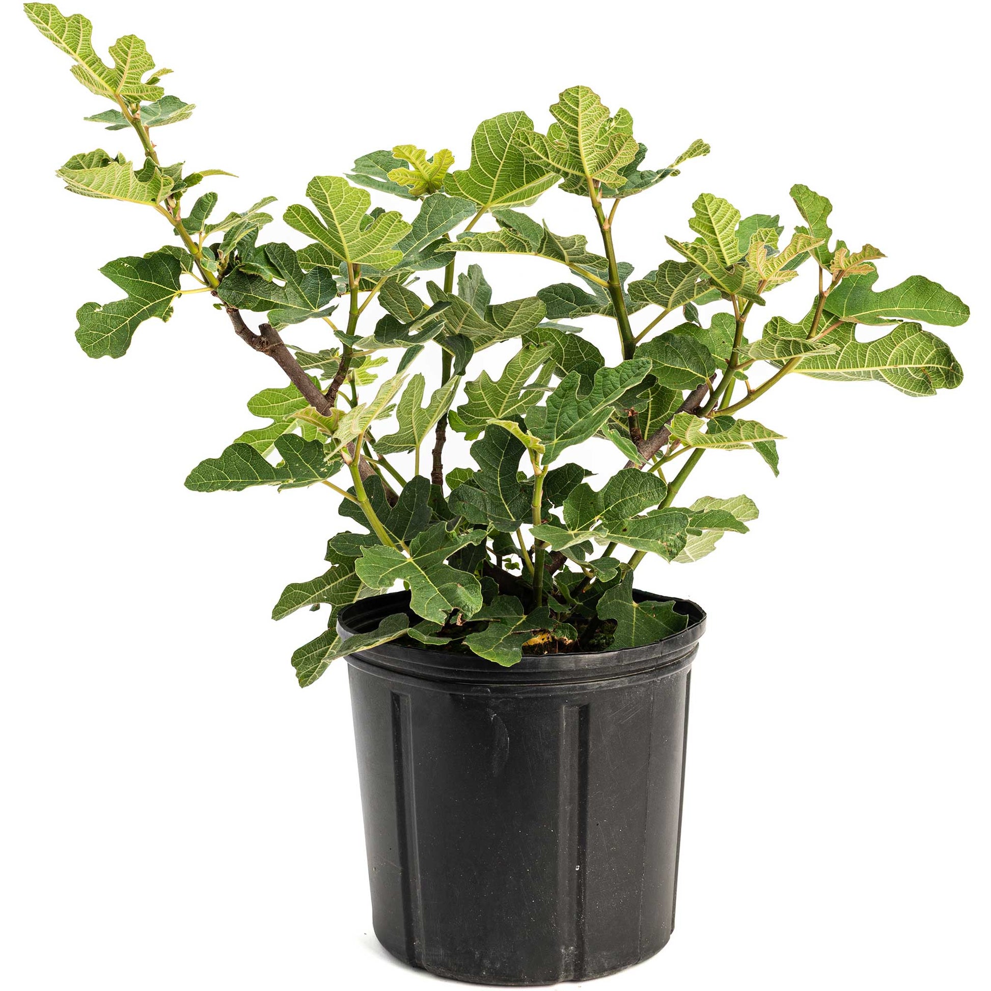 Chicago Hardy Fig Tree plant by Live Good Logistics in a black pot with variegated green leaves on Tampa Home & Garden Store