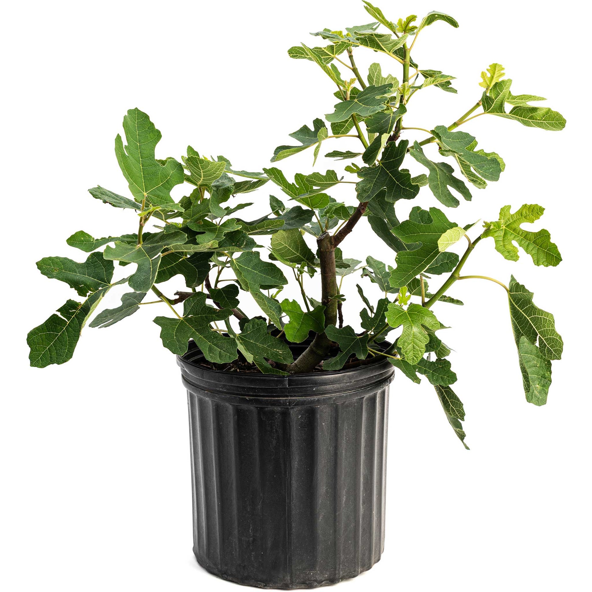 Chicago Hardy Fig Tree plant in black plastic pot, Live Good Logistics, indoor outdoor plant on Tampa Home & Garden Store