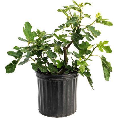 Chicago Hardy Fig Tree plant in black plastic pot, Live Good Logistics, indoor outdoor plant on Tampa Home & Garden Store